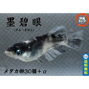 めだか卵【墨碧眼 メダカ 卵30個+α】 すみへきがん墨碧眼めだか 和墨めだか ブルーアイ 人気種 高級魚 メダカ卵 めだか卵 沖縄ストア 全国送料無料