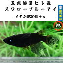 めだか卵 五式漆黒ヒレ長スワローブルーアイめだか メダカ卵30個+α メダカ 販売 生体 出目目前 白メダカ メダカ出目 ラメ 高級 綺麗な めだか販売 黒 改良メダカ 観賞魚 めだか生体 メダカ生体 水槽 沖縄ストア