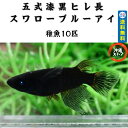 めだか 五式漆黒ヒレ長スワローブルーアイめだか メダカ稚魚10匹 メダカ 販売 生体 出目目前 白メダカ メダカ出目 ラメ 高級 綺麗な めだか販売 黒 改良メダカ 観賞魚 めだか生体 メダカ生体 水槽 沖縄ストア