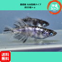 めだか卵【墨碧眼めだか光体型輝タイプ卵20個+α】 めだか卵 人気種 高級魚 メダカ卵 めだか卵 沖縄ストア 全国送料無料