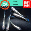 メダカ卵 天女の舞めだか メダカ卵30個+α メダカ 販売 生体 出目目前 白メダカ メダカ出目 ラメ 高級 綺麗な めだか販売 黒 改良メダカ 観賞魚 めだか生体 メダカ生体 水槽 沖縄ストア