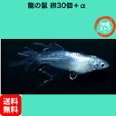 メダカ卵 龍の鬣めだか メダカ卵30個+α メダカ 販売 生体 金閣 白メダカ メダカ出目 ラメ 高級 綺麗な めだか販売 黒 改良メダカ 観賞魚 めだか生体 メダカ生体 水槽 沖縄ストア