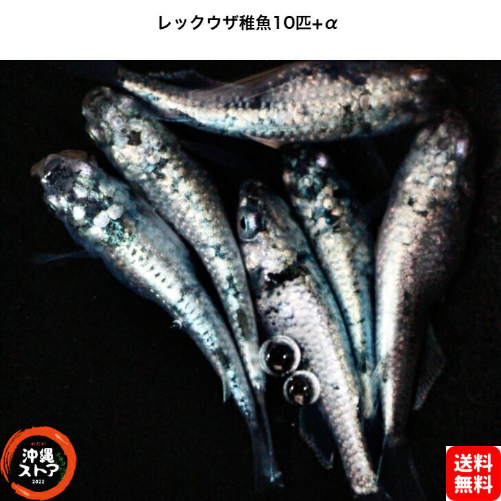 めだか レックウザメダカ めだか稚魚10+α レックウザメダカ 生体 送料無料 メダカ 改良 稚魚 めだか販売 淡水魚 改良メダカ 観賞魚 medaka めだか生体 メダカ生体 品種改良メダカ 卵 水槽 アクアリウム 沖縄ストア 全国送料無料