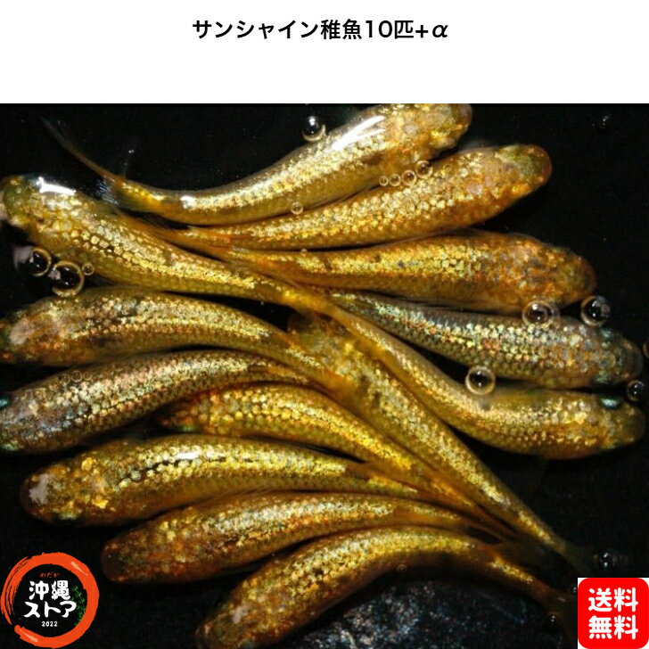 めだか サンシャイメダカ めだか稚魚10+α サンシャイメダカ 生体 送料無料 メダカ 改良 稚魚 めだか販売 淡水魚 改良メダカ 観賞魚 medaka めだか生体 メダカ生体 品種改良メダカ 卵 水槽 アクアリウム 沖縄ストア 全国送料無料