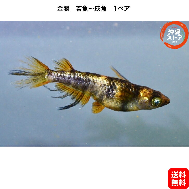 めだか 金閣メダカ めだか若魚～成魚 1ペア レックウザメダカ 生体 送料無料 メダカ 改良 稚魚 めだか販売 淡水魚 改良メダカ 観賞魚 medaka めだか生体 メダカ生体 品種改良メダカ 卵 水槽 アクアリウム 沖縄ストア 全国送料無料