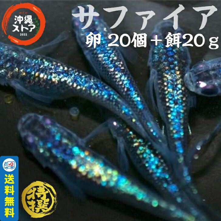 メダカ【サファイア メダカ 卵20個＋餌20g】めだか卵 人気種 高級魚 メダカ卵 めだか卵 沖縄ストア 全国送料無料