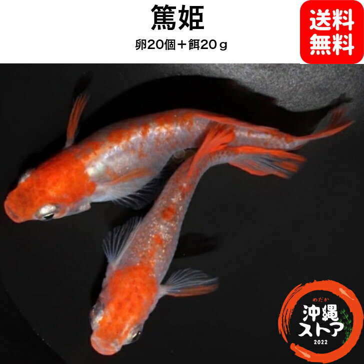 めだか卵【篤姫 メダカ 卵20個＋餌20g】 篤姫 人気種 高級魚 メダカ卵 めだか卵 沖縄ストア 全国送料無料