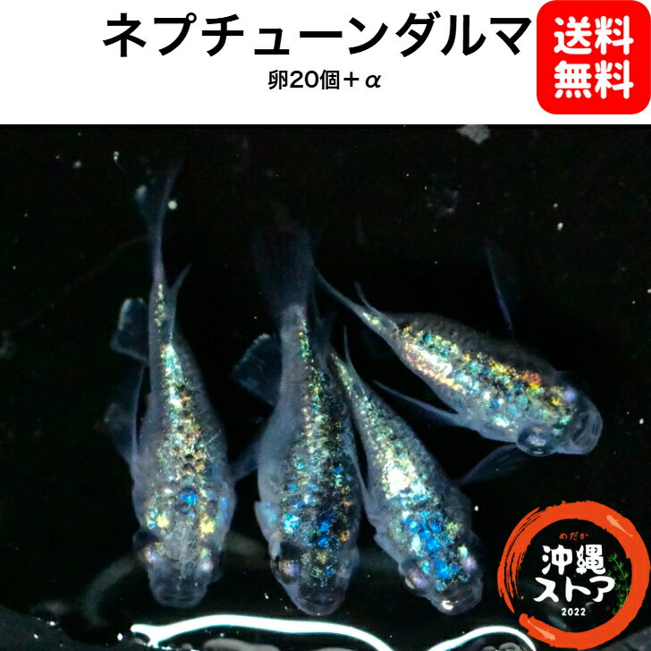 めだか卵【ネプチューンダルマ メダカ 卵20個＋α】 ネプチューンダルマ 人気種 高級魚 メダカ卵 めだか卵 沖縄ストア 全国送料無料
