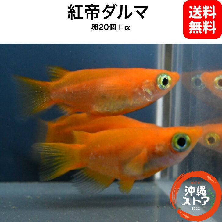 メダカ卵 紅帝ダルマめだか メダカ卵20個＋α メダカ 販売 生体 金閣 白メダカ メダカ出目 ラメ 高級 綺麗な めだか販売 黒 改良メダカ 観賞魚 めだか生体 メダカ生体 水槽 沖縄ストア