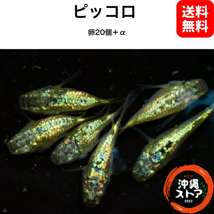 メダカ卵 ピッコロめだか メダカ卵20個＋α メダカ 販売 生体 金閣 白メダカ メダカ出目 ラメ 高級 綺麗な めだか販売 黒 改良メダカ 観賞魚 めだか生体 メダカ生体 水槽 沖縄ストア