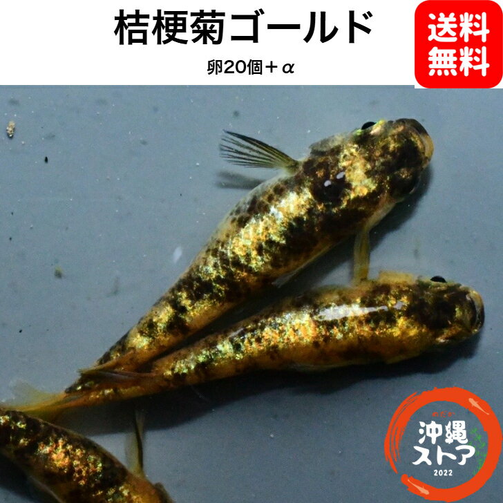 楽天市場】黒ラメ メダカの通販