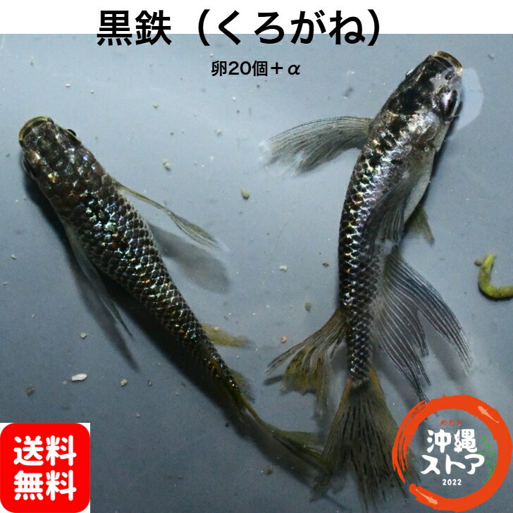 楽天市場】鉄魚（熱帯魚・アクアリウム｜ペット・ペットグッズ）の通販