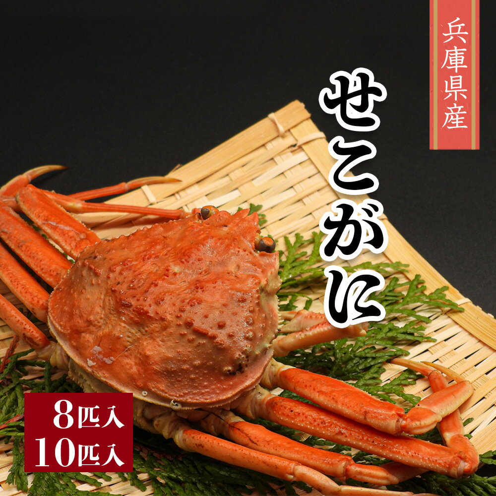 【解禁！せこがに12月末まで！】 せこがに 8匹/10匹入り 子持ち セイコガニ セコガニ 香箱がに 親がに コッペ蟹 ズワイガニ 蟹 メスのサムネイル