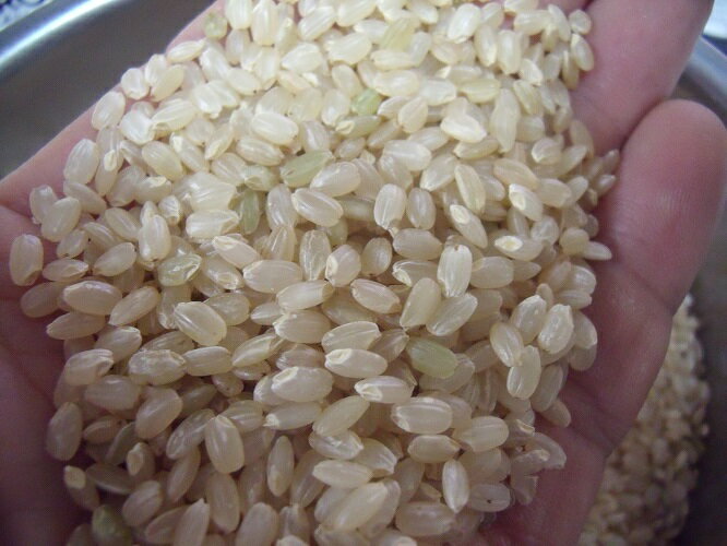 【令和3年産】山形県産ミルキークイーン★玄米10kg特別栽培米送料無料※北海道、沖縄は発送見合わせております。