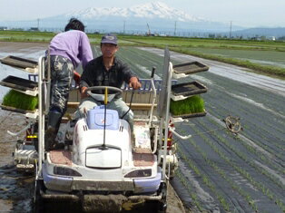 【30年産 新米】山形県産無農薬つや姫★玄米30kg（もしくは精米無料）送料無料※北海道は別途送料\500沖縄一部離島は\1500が掛かります。