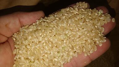 【お試し価格】令和7年産 栃木県産 とちぎの星 玄米30kg（もしくは精米無料)　送料...