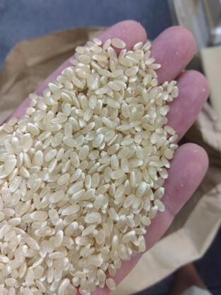 令和7年産　静岡県産　ゆうだい21　玄米30kg(もしくは精米無料）　送料無料　※北海...
