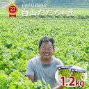 【8月上旬発送予定】 白山 だだちゃ豆 1.2kg (600g×2袋) 山形県鶴岡産 枝豆 えだまめ 送料無料 ※北海道・四国・中国・九州・沖縄は別途送料追加