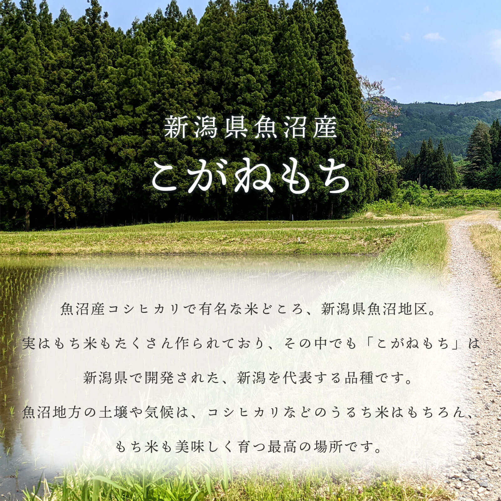 黄金餅 こがねもち 新潟 お餅 魚沼産 杵つき餅 切り餅 高級 こがね餅 黄金もち 個包装　【送料無料】 3袋セット 黄金餅 こがねもち 新潟 お餅 魚沼産 杵つき餅 切り餅 高級 こがね餅 黄金もち 個包装｜新潟県魚沼産｜越後ファーム｜1袋 50g×8個入り｜熨斗・ラッピング無料