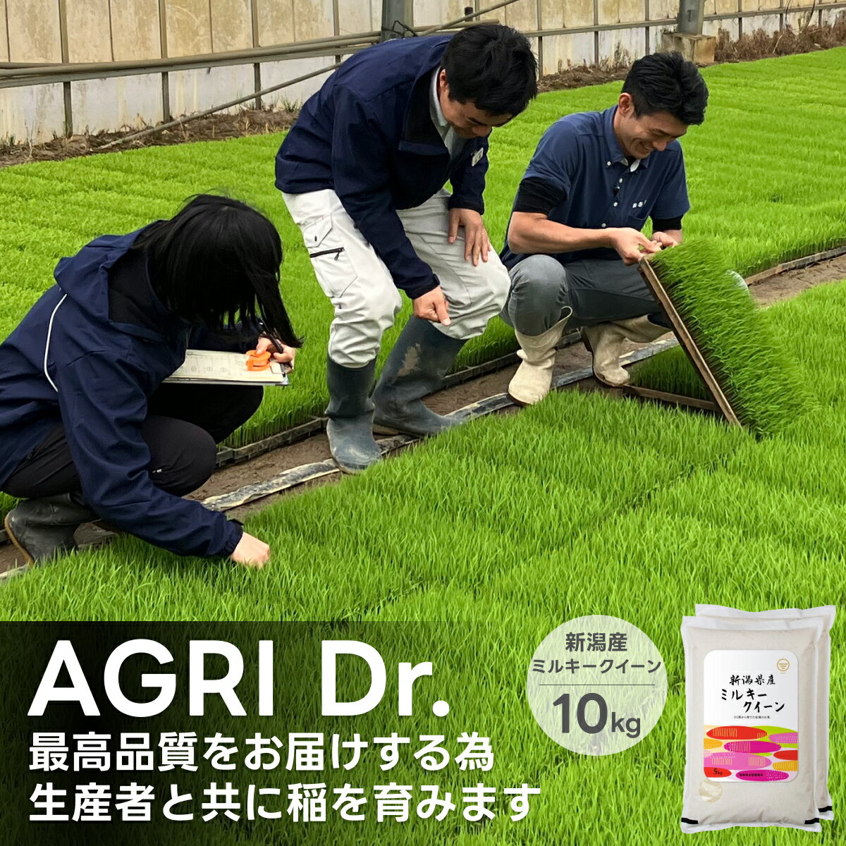 新潟産 ミルキークイーン 米 5kg 10kg 20kg 令和5年産 送料無料 産地直送 白米 精米 土曜発送可 米杜氏 5キロ 10キロ 20キロ 生産者 栽培技術指導 米 こめ コメ お歳暮 お中元 新潟 ミルキークィーン お米 新米