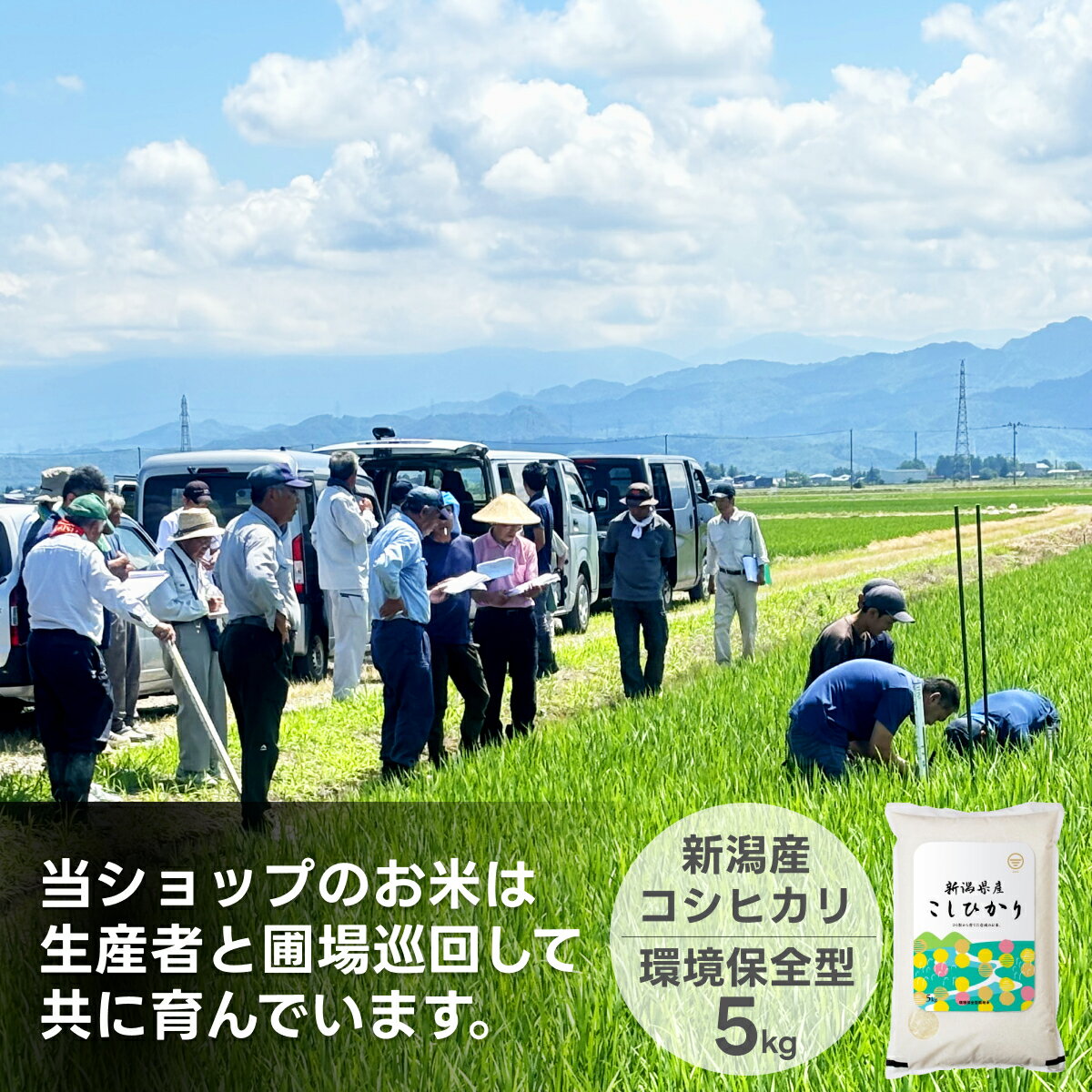 楽天市場】精米 コシヒカリ 10kgの通販 楽天市場】精米 コシヒカリ 10kgの通販