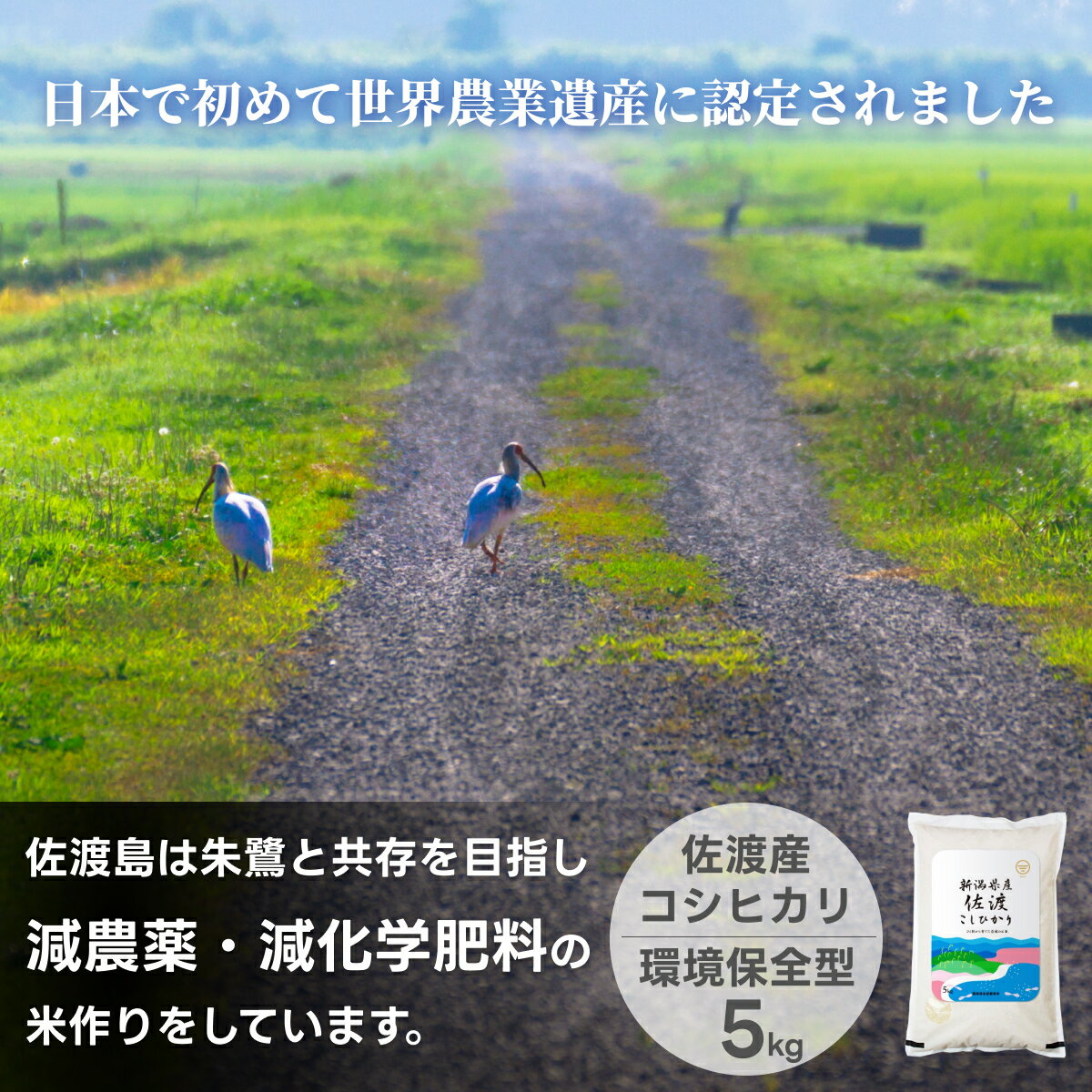 楽天市場】20kg 無農薬の通販 楽天市場】20kg 無農薬の通販
