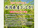 【令和5年産】【送料無料（一部地域を除く）】新潟県産コシヒカリ　5kg×2袋　新潟米のスタンダード！新潟から産地直送でお届けします♪おまけ付！【あす楽対応_関東】 3