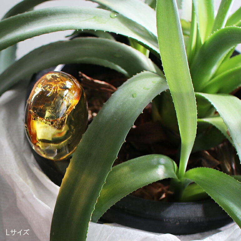 ��100�ߥ����ݥ��������amabro[���ޥ֥�]TWO TONE WATER DISPENSER��L�ۥġ��ȡ��� �����������ǥ����ڥ󥵡�[�庹�� ��ư��嵡 �����������ǥ����ڥ󥵡� ��Ǯ���饹 150cc ����ƥꥢ ������� �����ѥ֥饷�դ� �����ǥ˥� ���]��