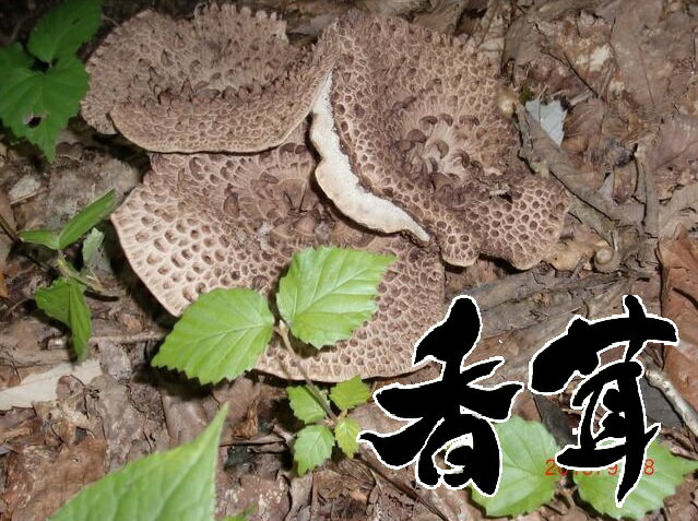 天然きのこ 香たけ（シシ茸 香茸 いのはな）300g 奥会津産網焼き すき焼き 天麩羅 混ぜご飯が旨い!★ 松茸 舞茸しか知らない貴方人生損してます★希少 高級天然キノコ 秋の味覚 山の幸 採りたて 新鮮 産地直送 ギフト