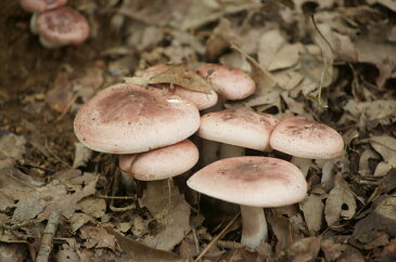 【天然きのこ】桜しめじ300g姿形 しこしこ食感癖のない味 キノコ鍋 油炒め 塩漬け が人気★松茸 舞茸　本しめじ だけがキノコじゃない【国産】【秋の味覚】山の幸 採りたて 産地直送炒め物 きのこ鍋 ソテー リゾット 中華 が旨い! ギフト