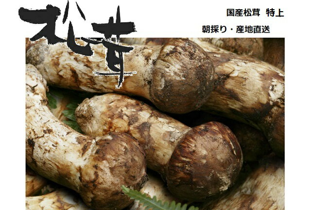 【松茸】松茸 国産 送料無料 特上 つぼみ・中開き約70g 奥会津産・岩手県産 秋の味覚 山の幸 超高級 希少食材 国産 まつたけ を 採りたて 産地直送 香り高い国産松茸で松茸炭火焼 すき焼き 松茸御飯 松茸のお吸い物 松茸土瓶蒸し 松茸茶碗蒸し 松茸三昧 ギフト