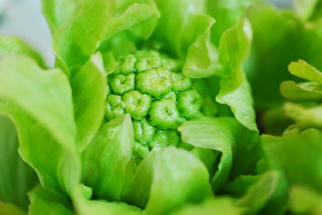 【天然山菜】フキノトウ(ふきのとう）500g★春の味覚 山の幸 会津産 朝取り 取りたて新鮮山菜を産地直送★香り高く苦みと甘みが競演する人気山菜★天ぷら/混ぜご飯/お浸し/味噌汁/油炒め/味噌漬け・・日本に生まれて幸せ 3月10日頃からご注文受付順にお届け