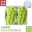【送料無料】お中元 ギフト 山梨県産 シャインマスカット 2房 【メーカー直送】(出荷期間:7/15頃から8/10前後まで) 産直 マスカット 山梨 贈答用 高...