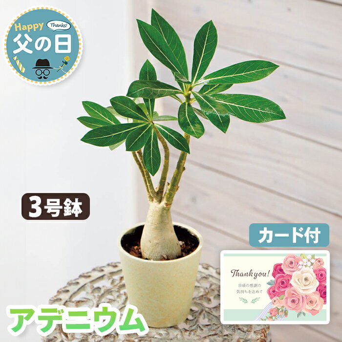 乐天商城 - 観葉植物 父の日 ギフト アデニウム 鉢植え 3号鉢 【メーカー直送】 送料無料 個性的 おしゃれ フラワー 珍しい お花 育てやすい 鉢植 バンブーファイバー プレゼント 長持ち カード付き お父さん 父親 感謝 贈り物 インテリア 60代 70代 義父 売れ筋 産直 3500円