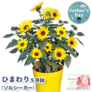 父の日 ギフト ひまわり 鉢植え 5号鉢 ソルシーカー MFA38-2【メーカー直送】 送料無料 向日葵 鉢植 5号 フラワー 長持ち お花 育てやすい 日持ち プレゼント おしゃれ イエロー ヒマワリ カード付き お父さん 父親 感謝 贈り物 インテリア 60代 70代 義父 売れ筋 産直