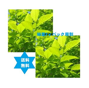 カキバ　柿葉500g2袋 (1kg)TB3mm刻み・送込・高級焙煎・無添加100％　焙煎茶は重金属が消滅し滅菌も。無農薬栽培、厳選葉使用。(小枝含まず)