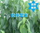 トチュウマツ　杜仲葉茶末 500g1袋 (高級焙煎滅菌100%) 送料当店負担・無添加..　　　　No375