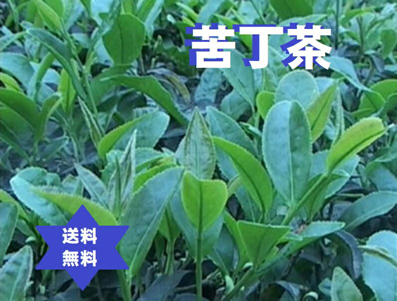 クテイチャ クテイ茶 500g 苦丁茶100％TB用3mm刻み・高級焙煎・レターパック送込・無添加 免疫力..