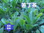 クテイチャ クテイ茶 500g 苦丁茶100%TB用3mm刻み・高級焙煎・レターパック送込・無添加 免疫力.. 4,980円