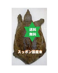 スッポンマツ　スッポン末500g1袋 国産滅菌無添加粉末純国産100％ 歩く漢方薬　滋養、美容、冷え性の方に。送込