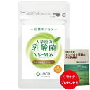 大草原の乳酸菌 36粒 NS-Max + 小冊子プレゼント! ラクア NS乳酸菌 サプリメント モンゴル 乳酸菌 ロイテリ菌 善玉菌