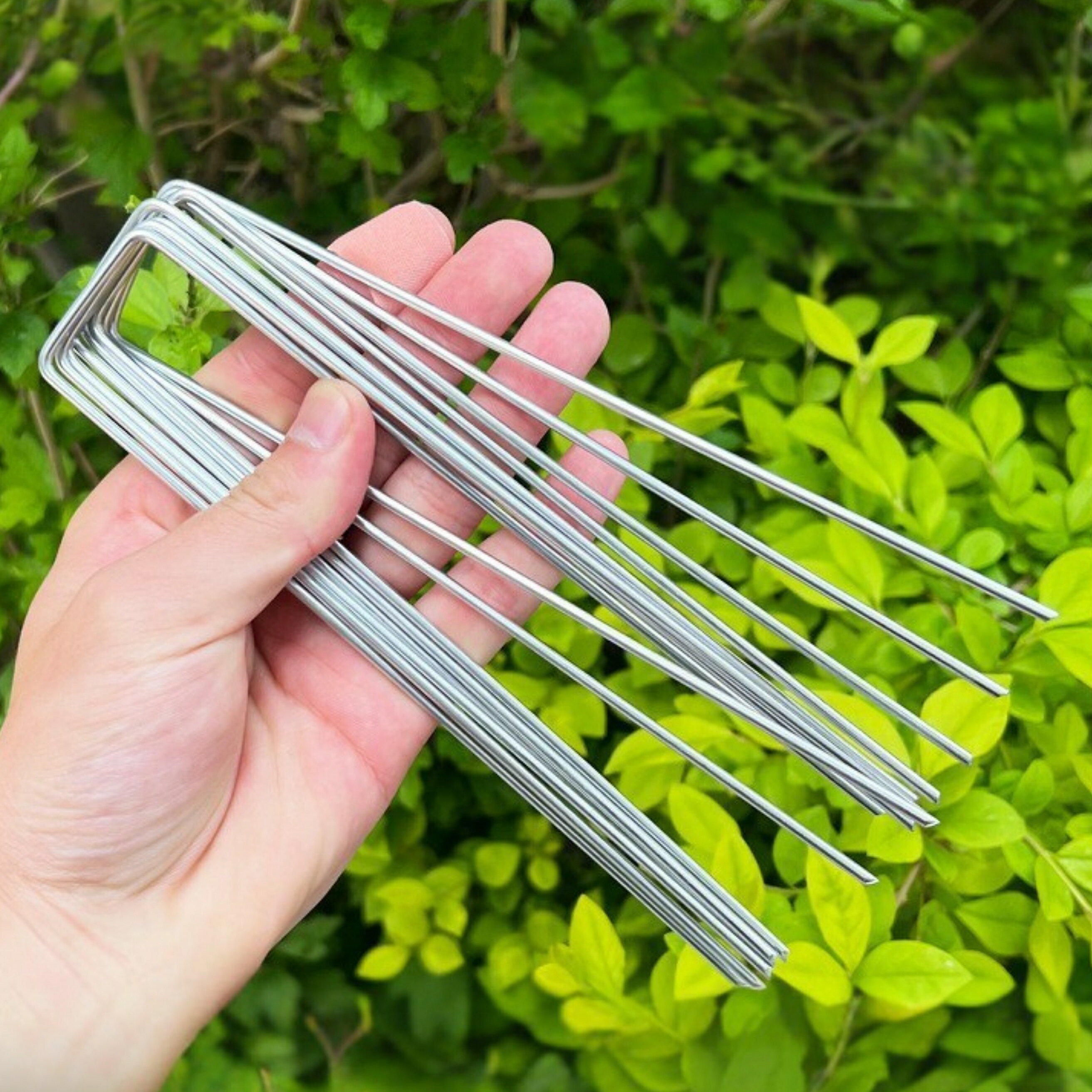 U�ԥ� ������ 50�ܥ��å� ���𥷡��ȸ����� �͹��� �������ԥ� U�����ԥ� �ޤ��� �����ԥ� ����3.5mm Ĺ��15cm ���� �����ǥ˥� �����ɻ� �������߱� ����̵��