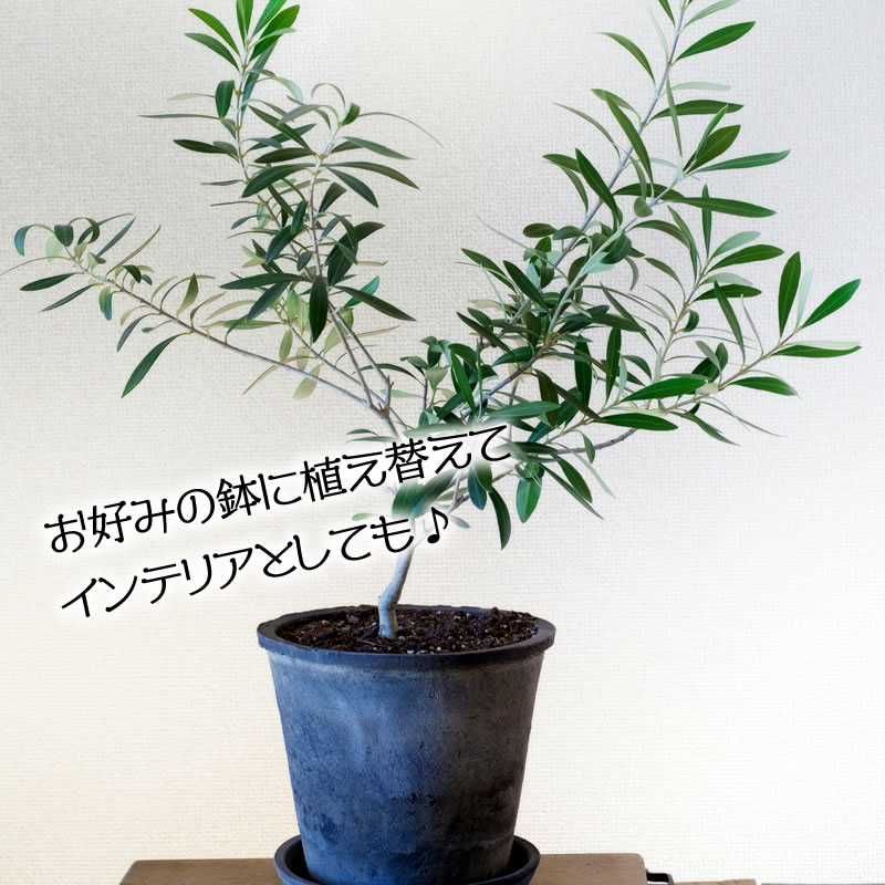 オリーブの植え替え時期と方法 枯れないコツをご紹介 暮らし の