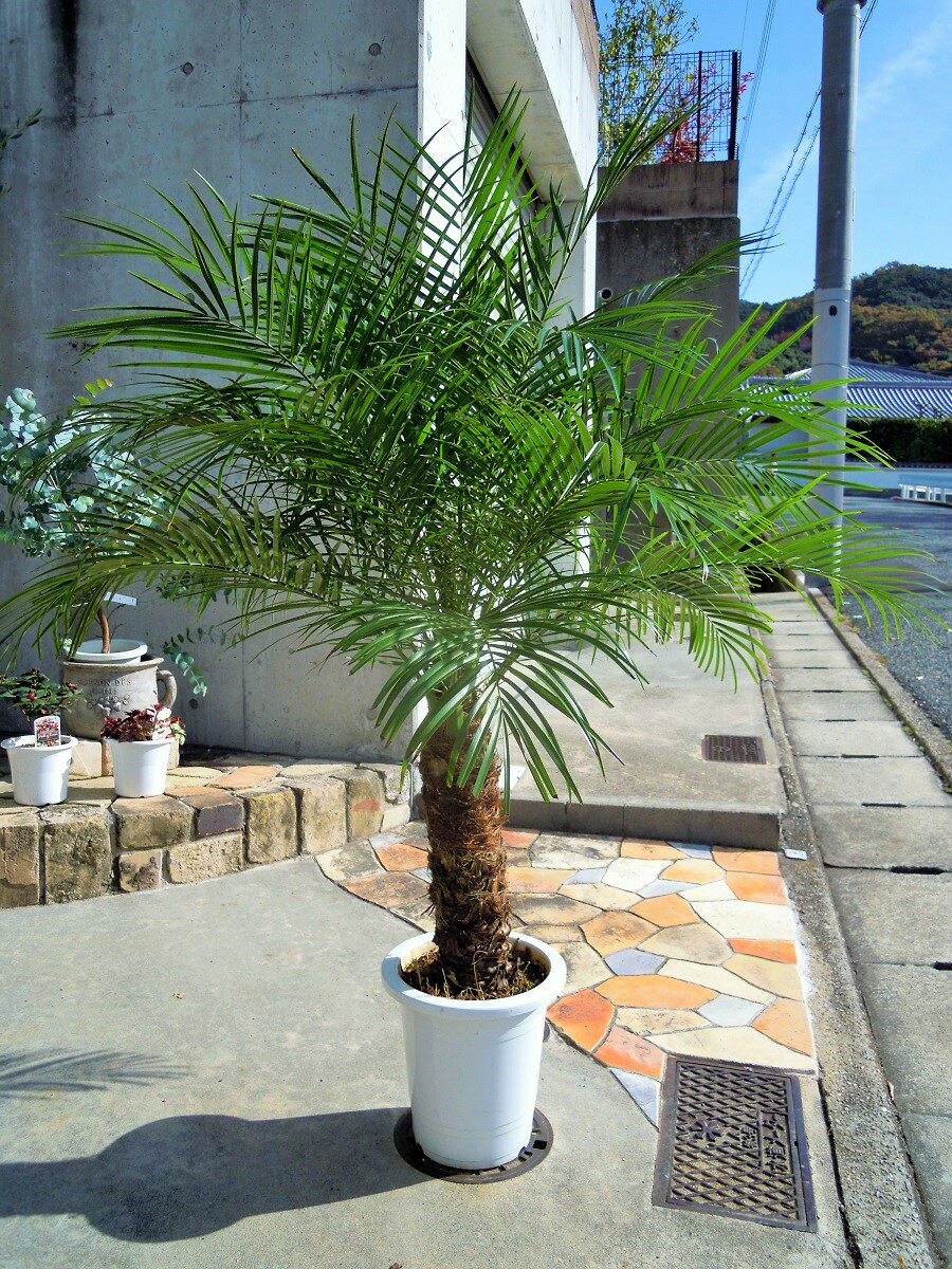 フェニックスロベレニー 8号 104:シンノウヤシ 観葉植物 シンボルツリー 新築祝い 開店祝い ドライガーデン 椰子 オシャレ ロックガーデン ヤシの木