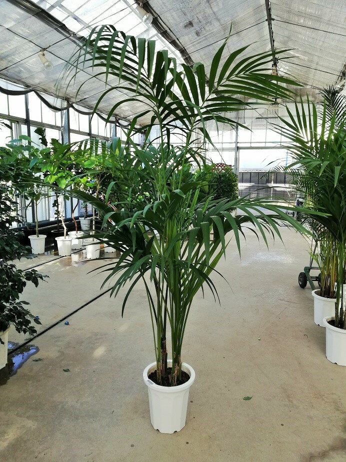 ケンチャヤシ 10号 東京オリンピック記念樹 インテリア 観葉植物 新築祝い 開店祝い ギフト ドライガーデン オリーブショップ イヤージュ ケンチャヤシ 10号 東京オリンピック記念樹 インテリア 観葉植物 新築祝い 開店祝い ギフト ドライガーデン オリーブショップ イヤージュ