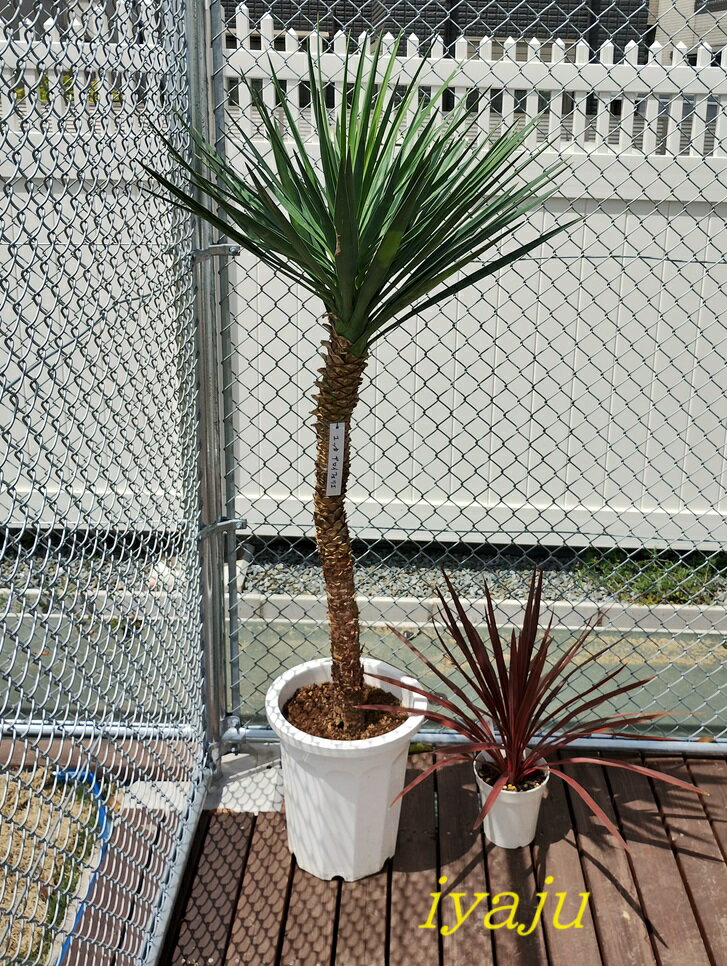 ユッカ　アロイフォリオ　センジュラン（0125）　観葉植物　新築祝い　開店祝い　オシャレ　インテリアグリーン