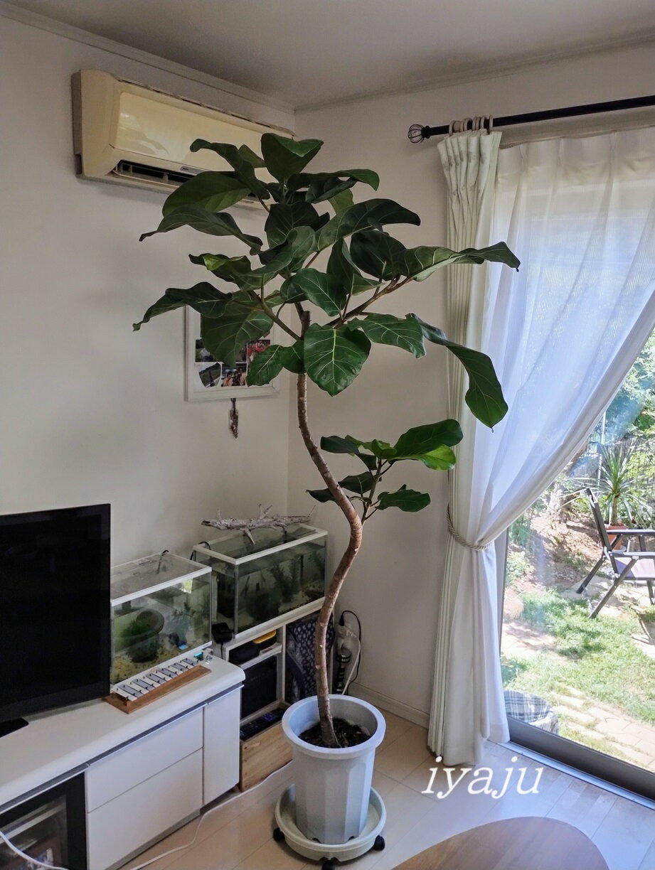 楽天市場】観葉植物 アフリカンプリンスの通販 楽天市場】観葉植物 アフリカンプリンスの通販