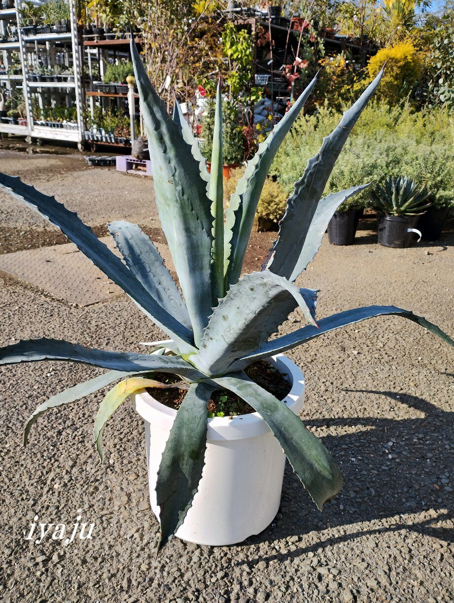 楽天市場】アガベ アメリカーナ(サイズ(植木鉢)10 ~ 12号 楽天市場】アガベ アメリカーナ(サイズ(植木鉢)10 ~ 12号