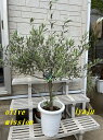 オリーブ 鉢植え 8号(0515:ミッション)中型 創樹ブランド シンボルツリー オシャレな観葉植物 新築祝い 開店祝い 開業祝い ギフト 耐寒性有り