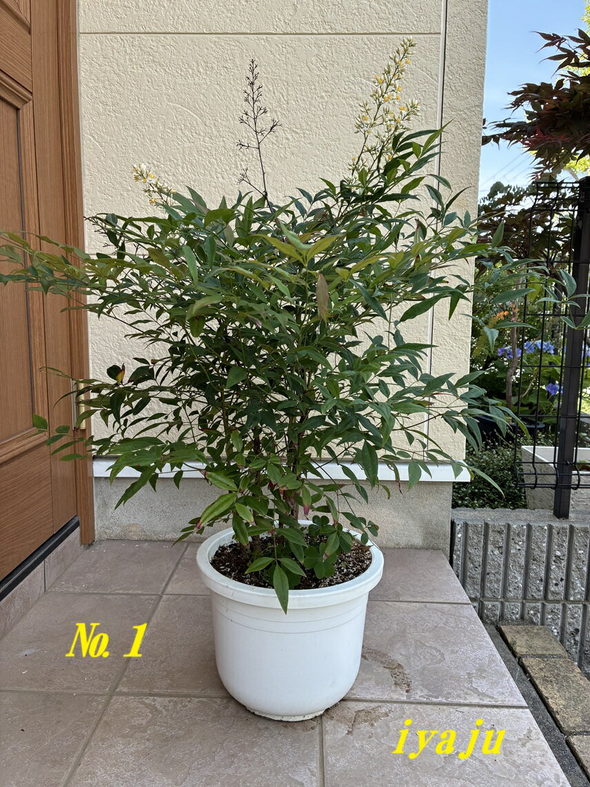 ナンテン　（0620）　選べる樹形　オシャレな観葉植物　新築祝い　開店祝い　シンボルツリー　耐寒性有り 縁起物